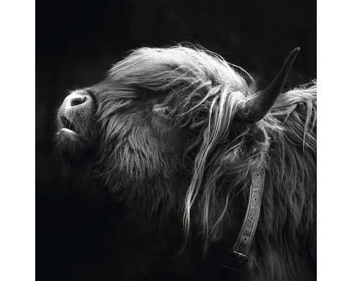 PURE LIVING Schilderij glas Highland Cattle III 50x50 cm-0