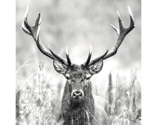 PURE LIVING Schilderij glas Grey Deer Head ll 50x50 cm