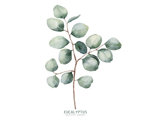 PURE LIVING Schilderij glas Eucalyptus Branches ll 20x20 cm