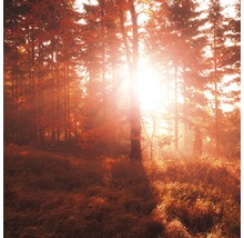 Boslandschap met bomen en zonlicht