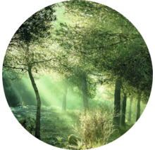 Bosscène met bomen en zonnestralen