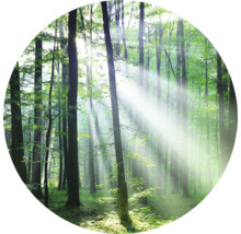 Bos met zonnestralen die door de bomen schijnen