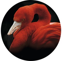 Close-up van een rode flamingo tegen een zwarte achtergrond