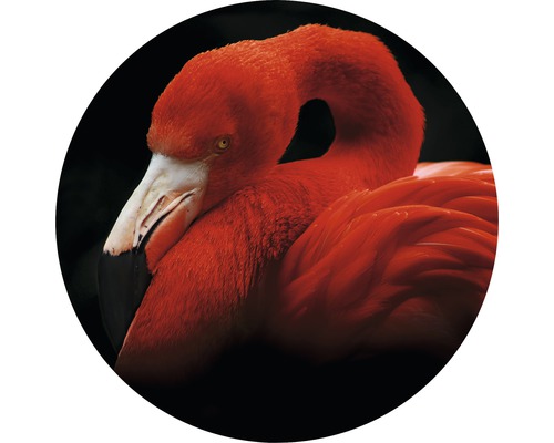 Close-up van een rode flamingo tegen een zwarte achtergrond