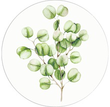 Illustratie van een eucalyptus tak
