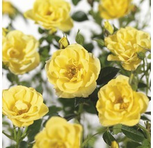 Gele rozenbloemen met groene bladeren