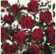 Rode rozenbloesems met knoppen en groene bladeren