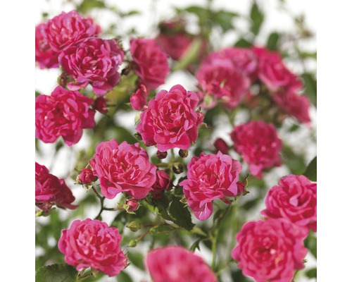 FLORASELF® Struikroos Rosa ‘Lovely Fairy’® roze