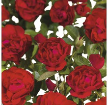 Close-up van rode rozenbloemen met groene bladeren.