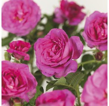 Close-up van roze rozenbloemen