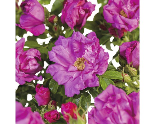 FLORASELF® Struikroos Rugosa ‘Zwerg’ roze/violet