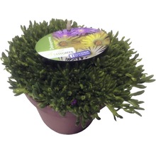 Delosperma plant in een pot