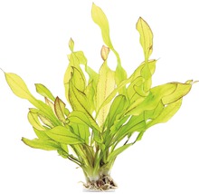 Aquariumplant met langwerpige bladeren