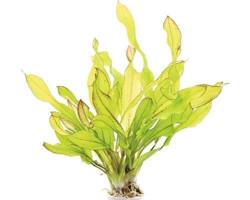 <p>DENNERLE Waterplant Echinodorus Green Chamäleon - groene zwaardplant</p>
<p> </p>
<p> </p>