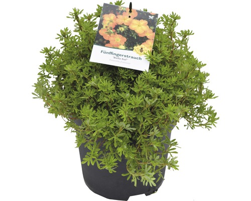 Vijfvingerkruid in pot met bloemafbeelding op het etiket