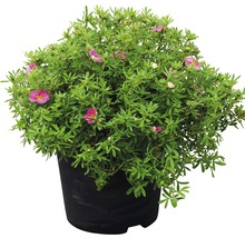 Struik in pot met groene bladeren en bloemen