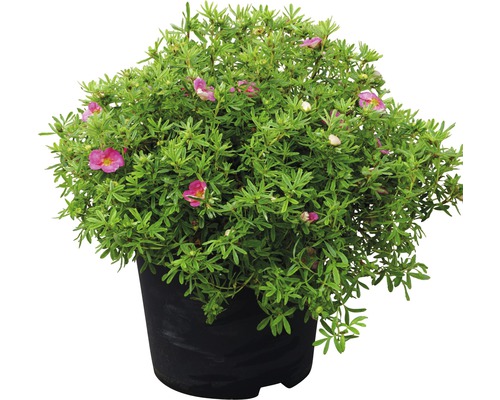 Struik in pot met groene bladeren en bloemen