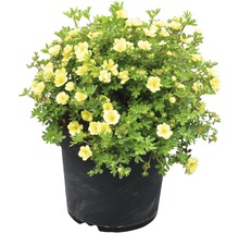 Struik in pot met gele bloemen