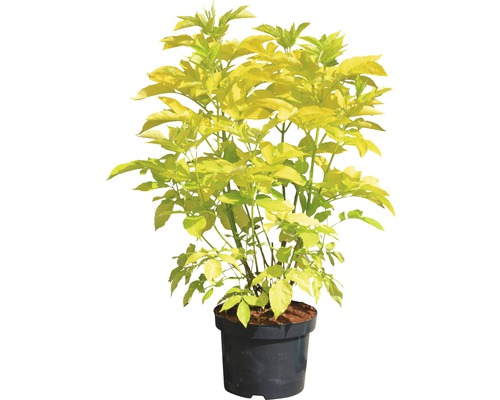 Gouden vlier in pot, sierplant voor de tuin