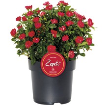 Potroos met rode bloemen in een zwarte pot