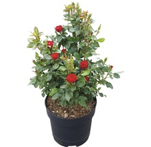 Potroos met rode bloemen in pot