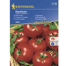 KIEPENKERL Tomaat harzfeuer