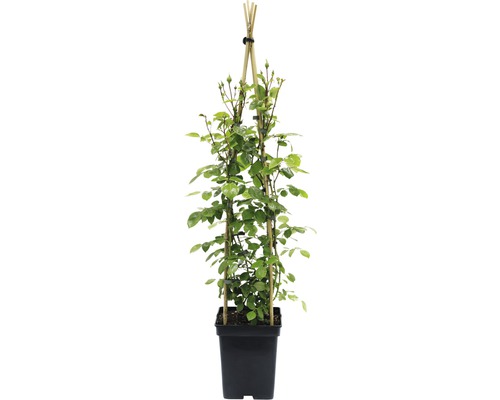 Klimroos met klimhulp in een pot