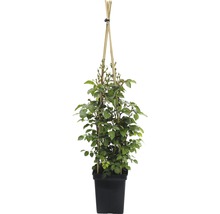 FLORASELF® Klimroos Rosa 'Pirouette'™ Courtyard® potmaat Ø 18 cm