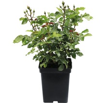 FLORASELF® Struikroos Rosa 'Lampion' potmaat Ø 18 cm