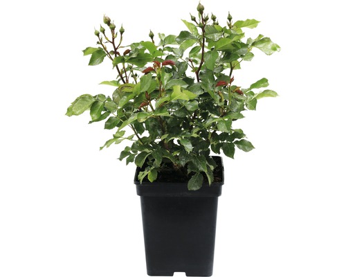 Rozenplant in een pot