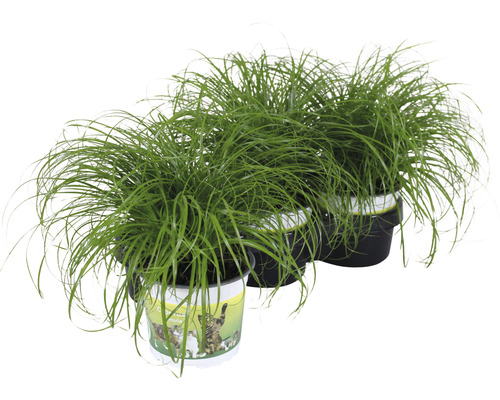 Petsnack Kattengras Parapluplant Cyperus alternifolius 'Zumula' potmaat Ø 12 cm H 15-25 cm 3-pack