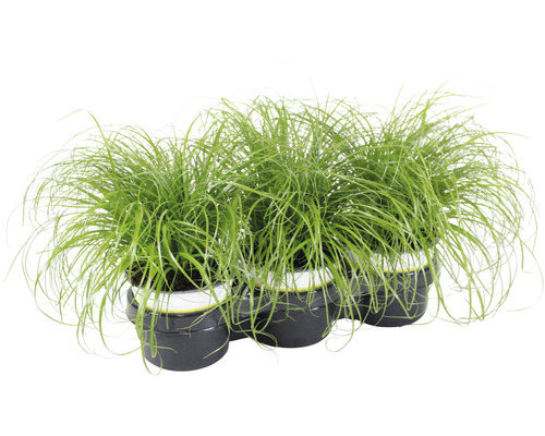 Pampasgras set in potten