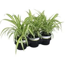Drie graslelies in pot