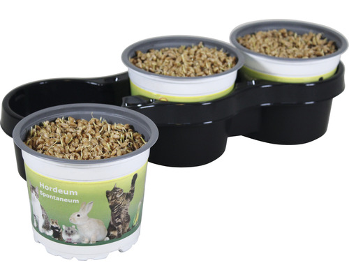 Kattengras in zaaischaal