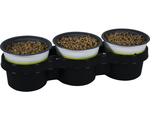 Petsnack Kattengras Tarwe Triticum aestivum potmaat Ø 12 cm H 15-17 cm 3-pack Kweekbakken met tarwe in een zwarte houder