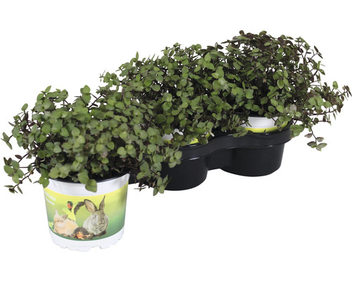 Sierplant in potten