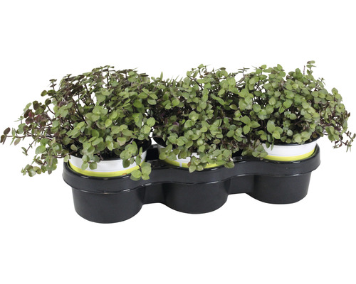 Petsnack Schildpad plant Callisia repens potmaat Ø 12 cm H 15-17 cm 3-pack