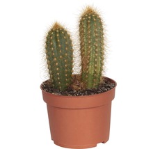 FLORASELF Zuilcactus Cereus 'Skyline' potmaat Ø 10,5 cm H 15-20 cm