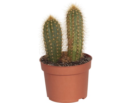 Cactus in een pot