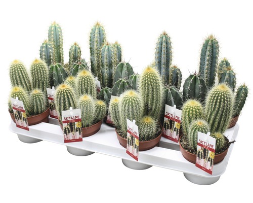 Verschillende cactussen in potten op een dienblad