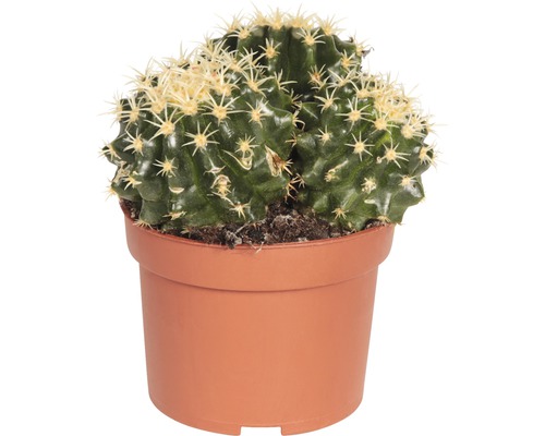 Cactus in een pot