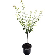 Jonge boom in pot