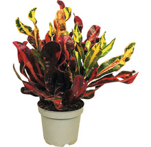 Croton kamerplant in pot