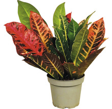 FLORASELF Wonderstruik Croton codiaeum Petra potmaat Ø 12 cm H 25-35 cm