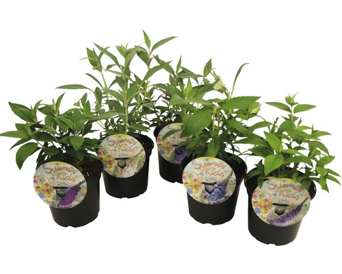 FLORASELF Vlinderstruik Buddleja davidii 'Summer Kids'® potmaat 3 liter H 25-30 cm FLORASELF Vlinderstruik Buddleja davidii 'Summer Kids'® potmaat 3 liter H 25-30 cm
