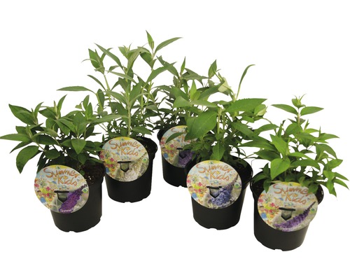 FLORASELF Vlinderstruik Buddleja davidii 'Summer Kids'® potmaat 3 liter H 25-30 cm