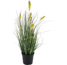 Decoratieve grasbos plant in pot