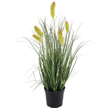Kunst siergras in pot