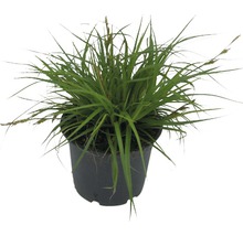 Siergras in een pot