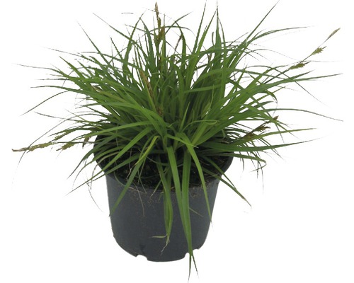 FLORASELF Zegge Carex oshimensis 'Green Wonder' potmaat Ø 14 cm H 5-30 cm